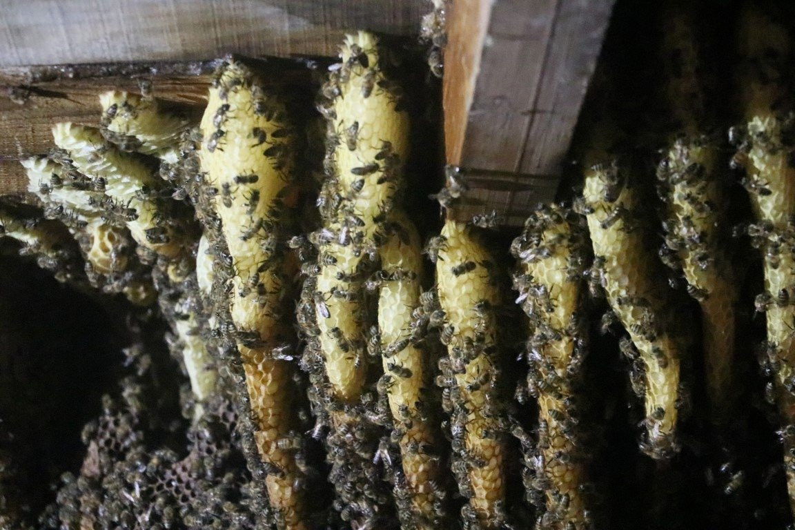 Çatıya çıkan ev sahibi gördüklerine inanamadı Haber3