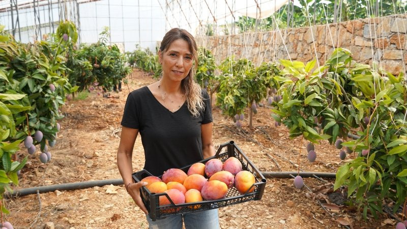 Türkiye'de ilk defa üretilen mangonun hasadı başladı