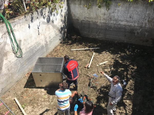 Bursa'da ayı kurtarma operasyonu