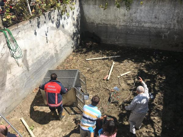 Bursa'da ayı kurtarma operasyonu
