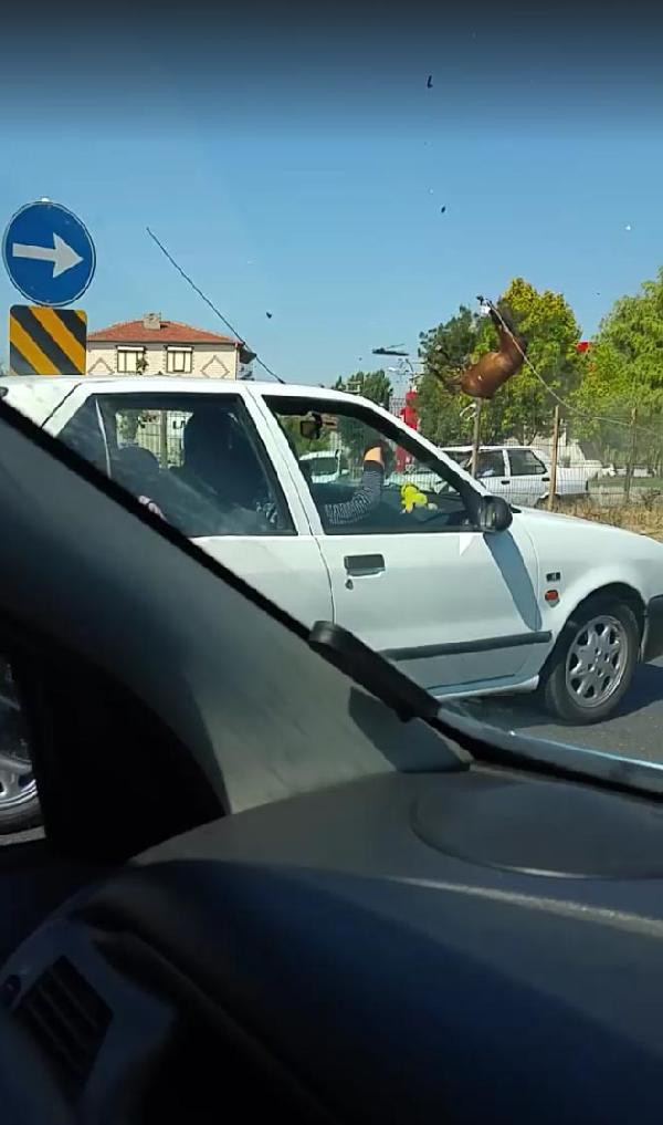 Otomobilin çarptığı atlar telef oldu ! Feci kaza kamerada