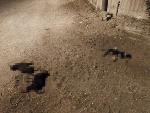 Yavru köpekleri ezip kaçtı !