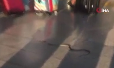 Milas-Bodrum Havalimanı'nda yılan paniği kamerada
