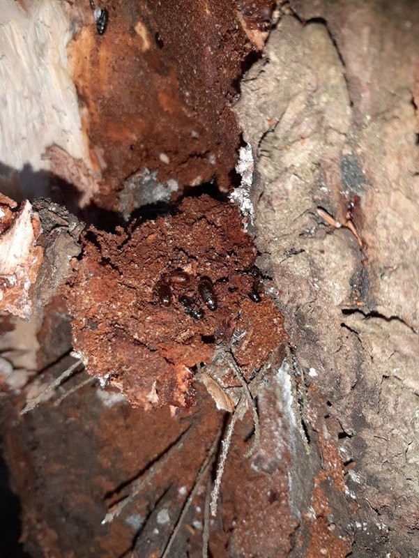 Doğu Karadeniz’i istila eden böceğe karşı biyolojik mücadele başla