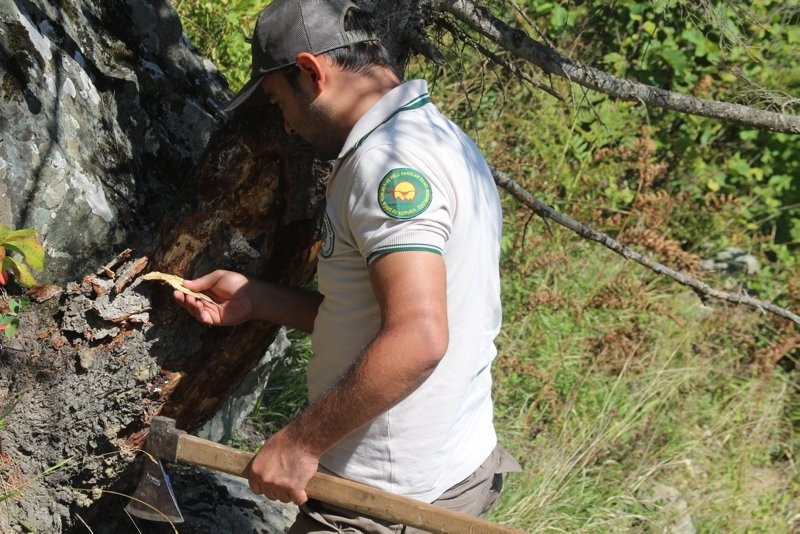 Doğu Karadeniz’i istila eden böceğe karşı biyolojik mücadele başla