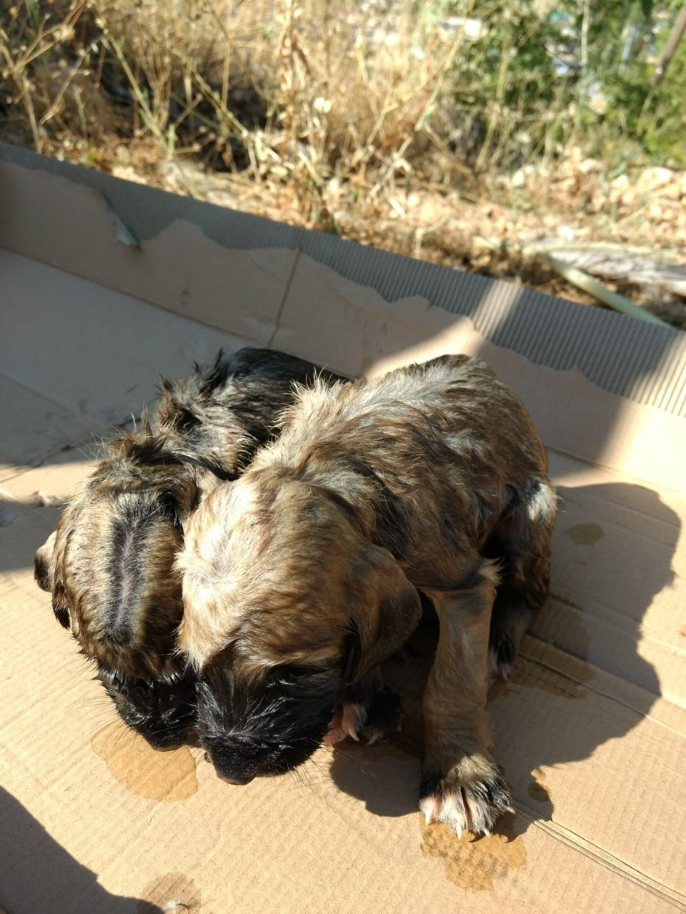 Yavru köpekleri çuvala koyup kuyuya attılar