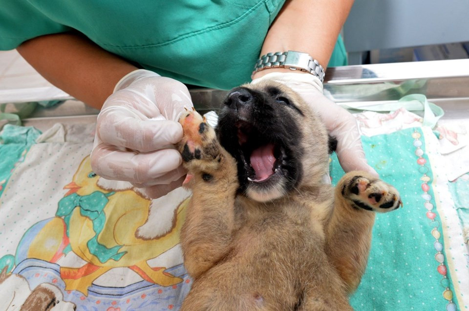Yavru köpekleri çuvala koyup kuyuya attılar