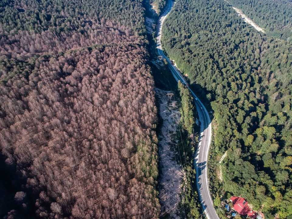 Korku filmi gibi! Ormandan sabaha kadar korkunç sesler yükseliyor