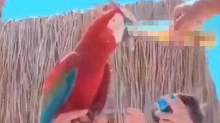 Alkol içirilen papağan videosuna büyük tepki