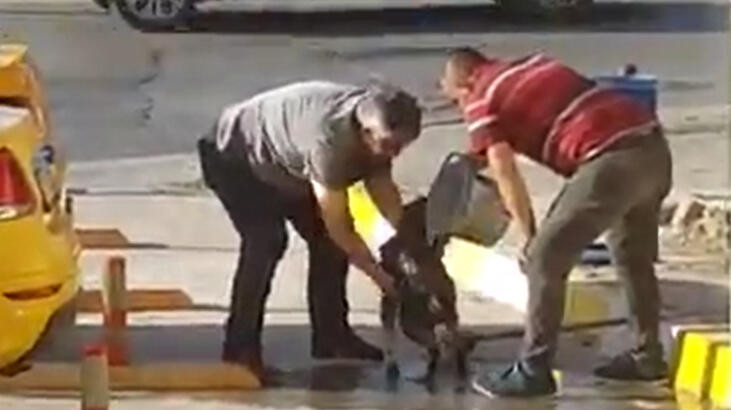 Taksiciler sokak köpeğini yıkadı