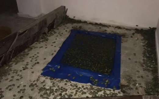 Sınır kapısında su kaplumbağası operasyonu
