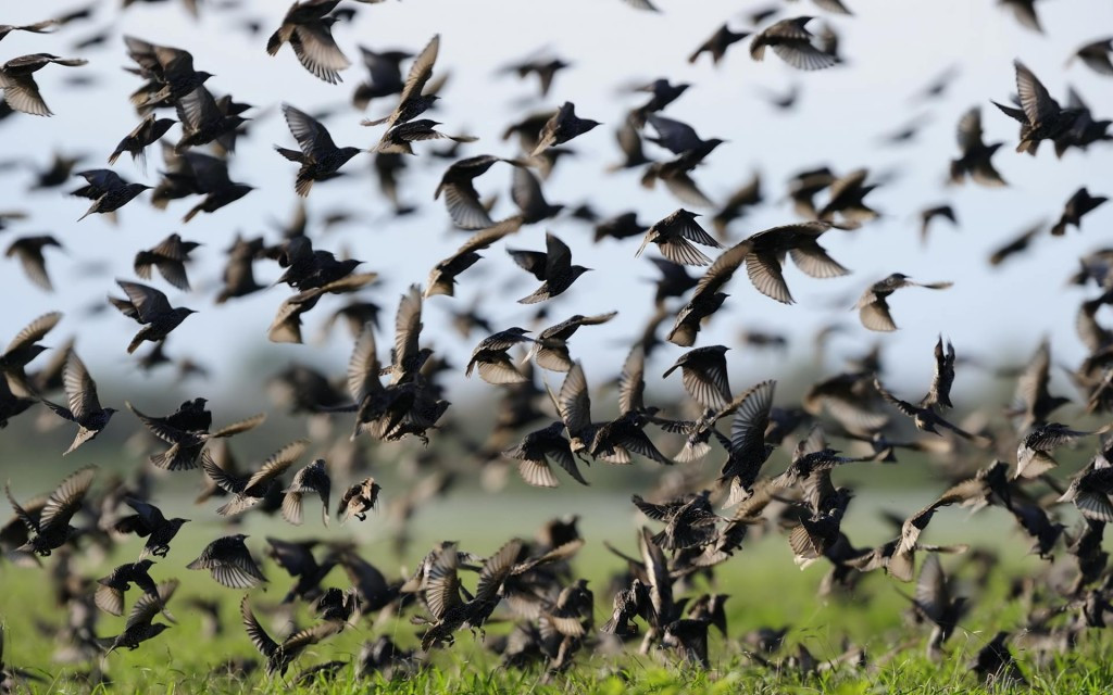 Artan toplu kuş ölümleri için kritik açıklama