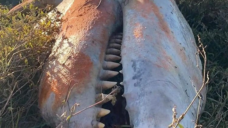 Kıyıya vuran katil balinanın midesinden çıkanlar şoke etti
