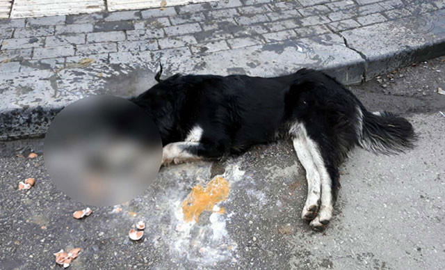 Ankara'da katliam! 20 sokak hayvanını katlettiler!
