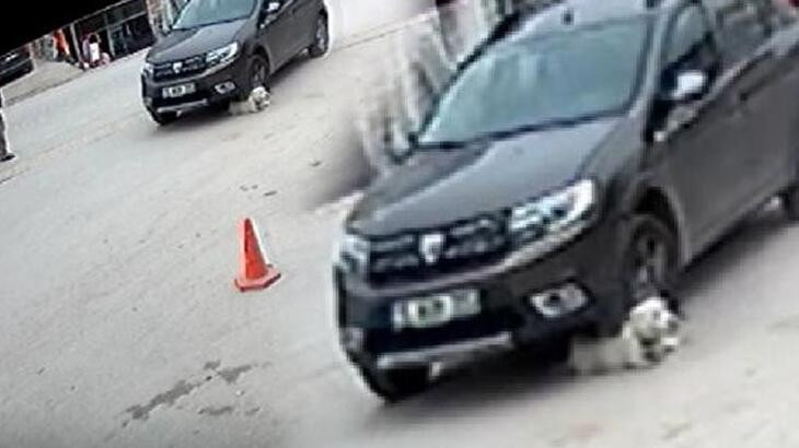 Çarptığı köpek telef olmuştu ! O sürücüye ceza verildi
