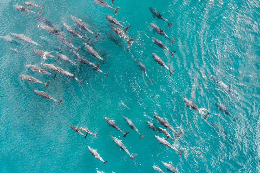 Okyanuslar tehdit altında! Balinalar ve yunuslar gelecek yüzyılı göremeyecek