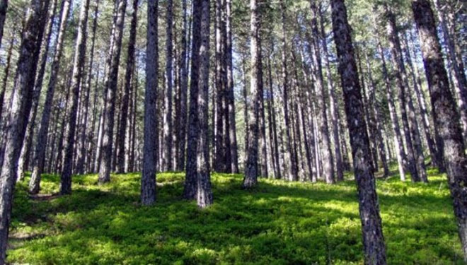 Yasak bölgede ağaç kestiren Orman İşletme Müdürü tutuklandı