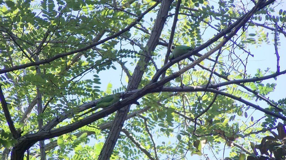 İstanbul'da istilacı olarak bilinen yeşil papağan sayısı giderek artıyor