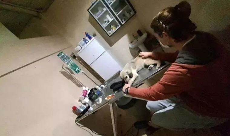 16 köpeği öldüren kişiler gözaltında