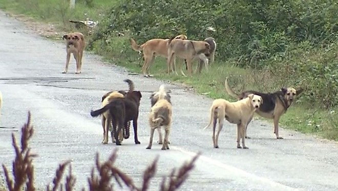 Sokak köpeklerinin saldırdığı vatandaşa tazminat!