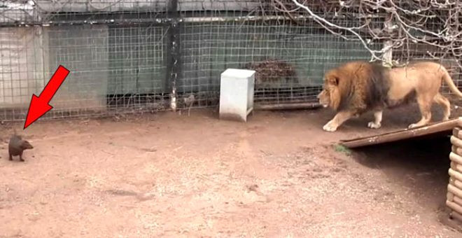 Küçük köpek aslanın kafesine bırakıldı! Sonuç herkesi şaşırttı