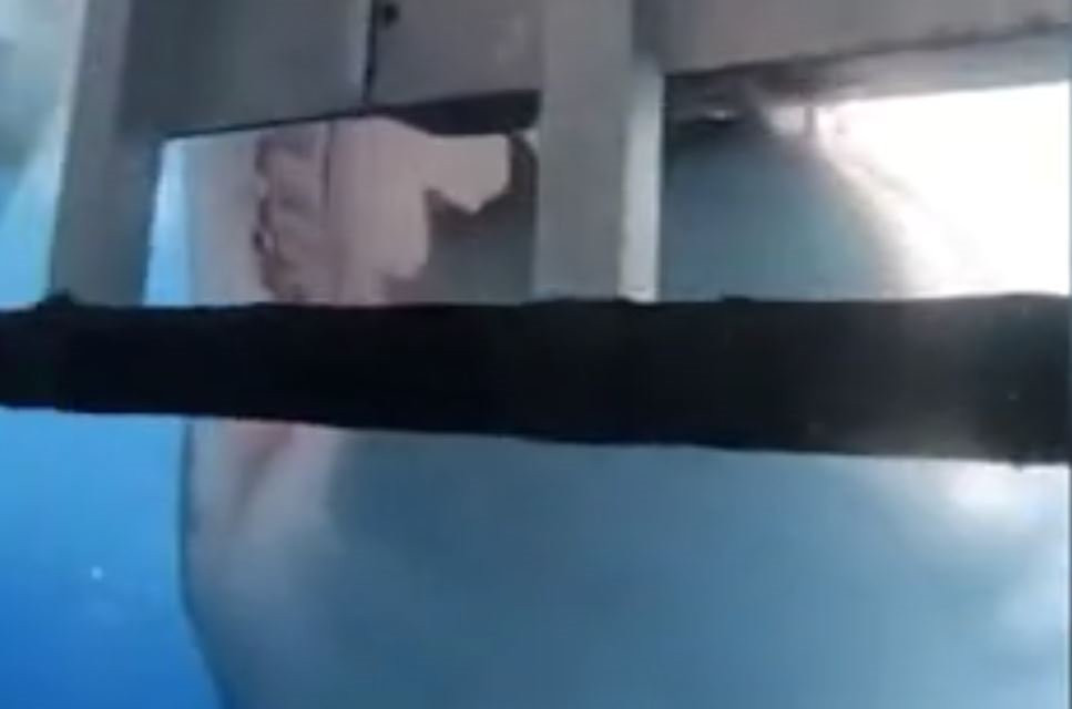 Turistler köpekbalığına yem oluyordu! Yaklaşıp böyle ısırdı