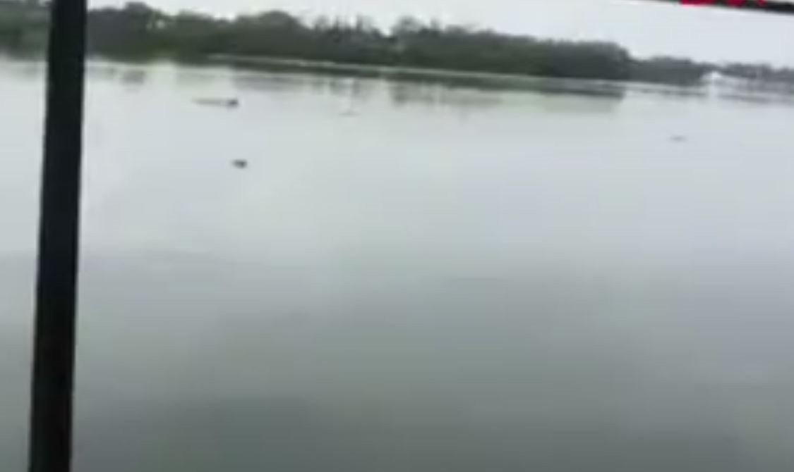 Uyarılara aldırış etmeyip göle girdi, timsaha yem oldu