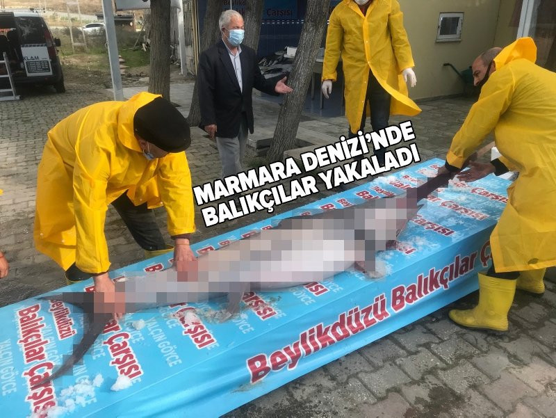 Marmara Denizi'nde bir dev yakalandı!