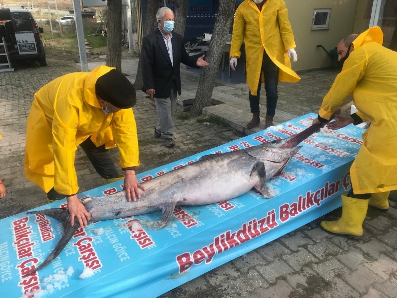 Marmara Denizi'nde bir dev yakalandı!