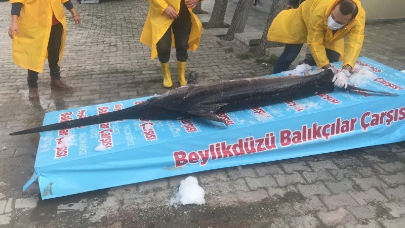 Marmara Denizi'nde bir dev yakalandı!