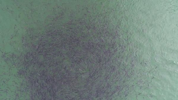 Baraj gölündeki balıkların kümeler halinde durmasının nedeni ortaya çıktı
