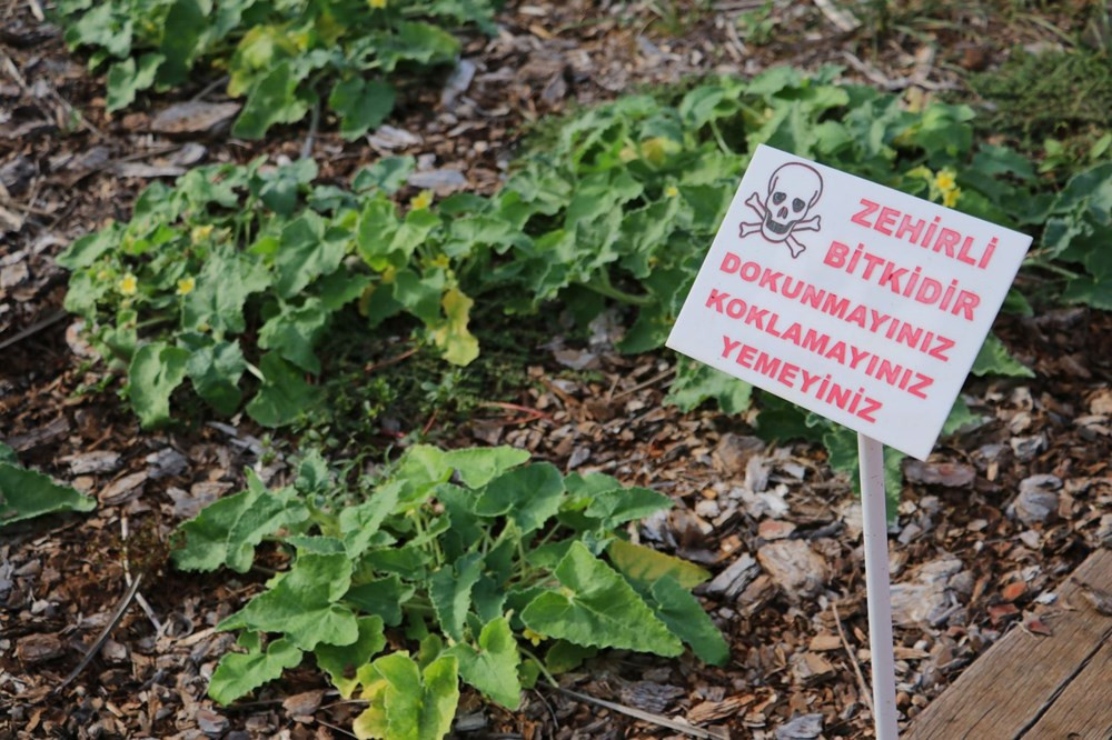 Sakın barbunya sanıp yemeyin! Siyanürden 6 bin kat daha zehirli