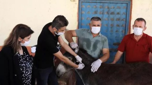 Türkiye'de ilk kez uygulandı! At ve eşeklere çip uygulaması