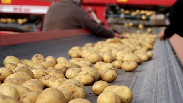 Patates üreticileri teşvik bekliyor