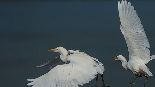 Gölyazı, sonbaharda göçmen kuş misafir ediyor