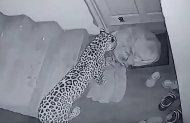 Uyurken yaklaştı ve uyanmasını bekledi! Leoparın sinsi saldırısı kamerada