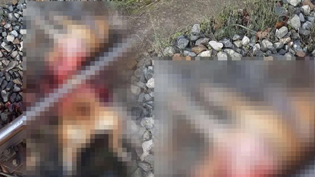 Zonguldak'ta dehşet! Trenin altında kalarak can verdi