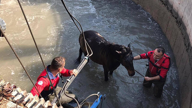 Sulama kanalına düşen at böyle kurtarıldı