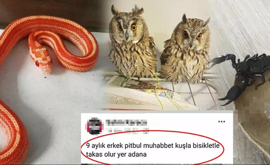 İnternette yasa dışı hayvan ticareti