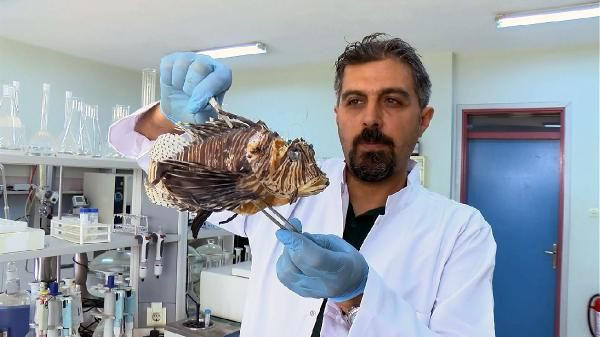 Akdeniz'i işgal eden Aslan balığında kısmi felç tehlikesi
