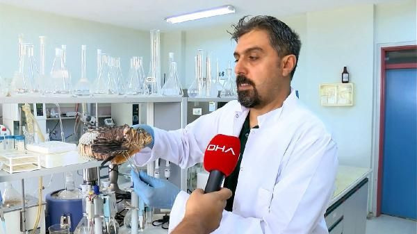 Akdeniz'i işgal eden Aslan balığında kısmi felç tehlikesi