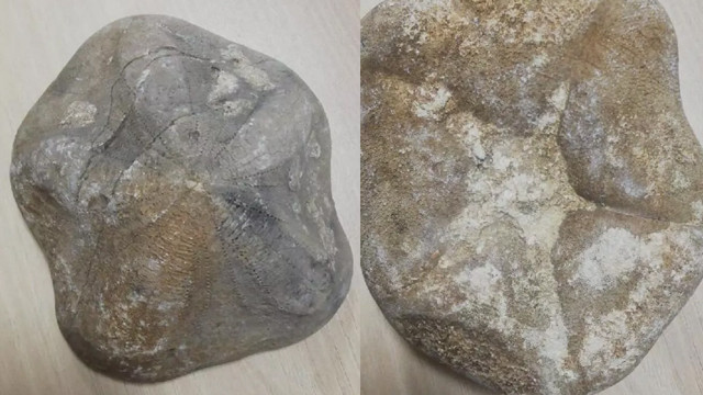 Çanakkale'de bulundu! Piyasa değeri 4 milyon lira