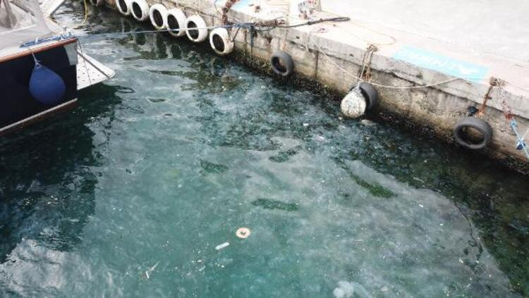İstanbul Boğazı'nda şaşırtan manzara! Yüzlercesi istila etti