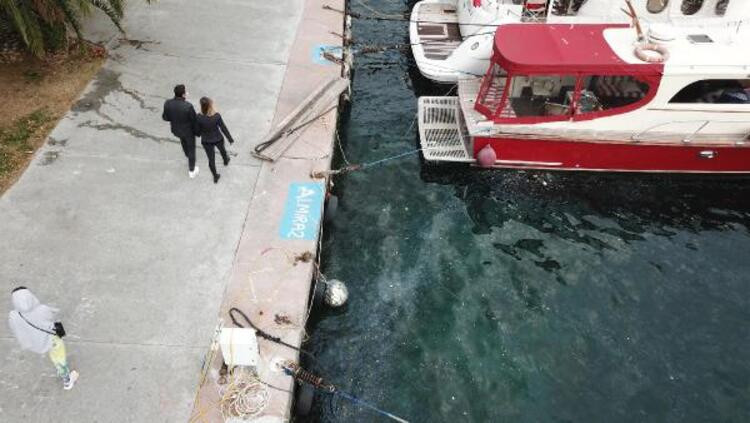 İstanbul Boğazı'nda şaşırtan manzara! Yüzlercesi istila etti