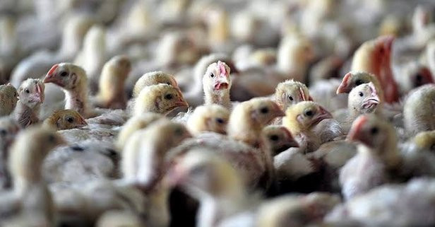 Kuş gribi salgını yayılıyor