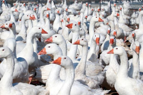 Hobi olarak başladı, şimdi Türkiye'nin her yerine gönderiyor
