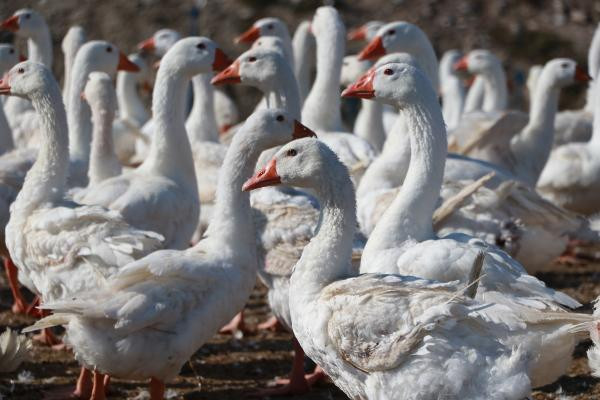 Hobi olarak başladı, şimdi Türkiye'nin her yerine gönderiyor