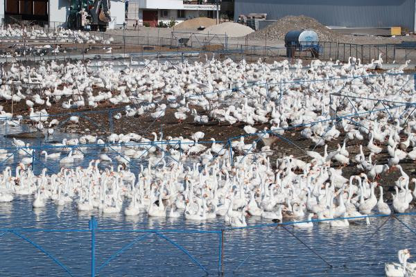 Hobi olarak başladı, şimdi Türkiye'nin her yerine gönderiyor