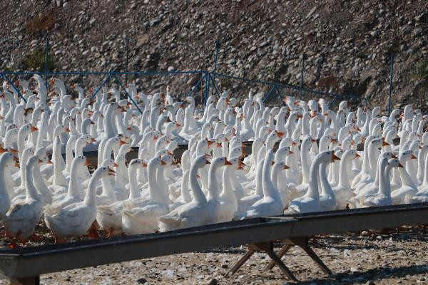 Hobi olarak başladı, şimdi Türkiye'nin her yerine gönderiyor