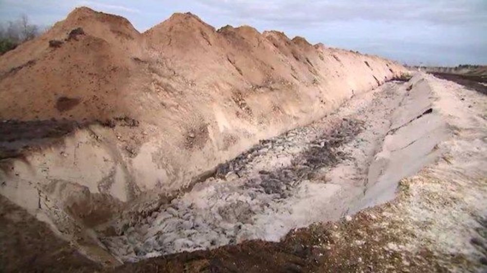 Dünyayı şoke eden görüntüler! ''Zombi'' vizonlar topraktan fışkırdı